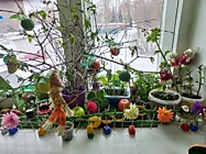 Огород на подоконнике